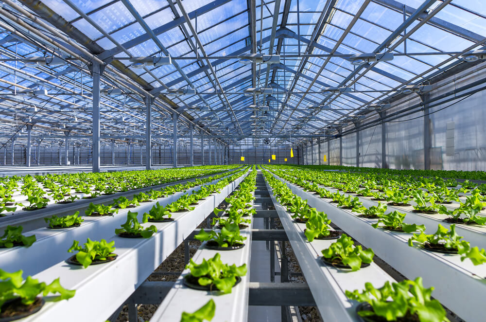 Media-Based Hydroponics